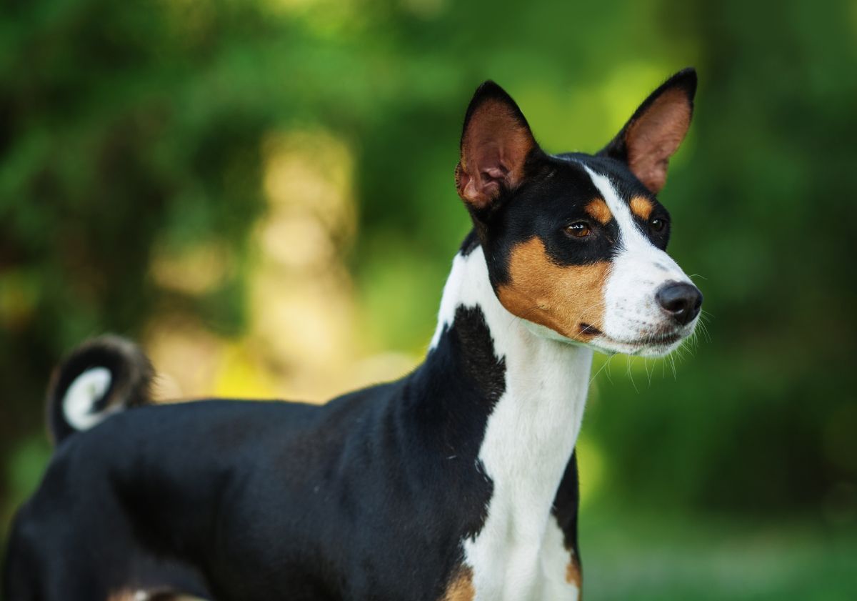 chien basenji tricolore devant une forêt
