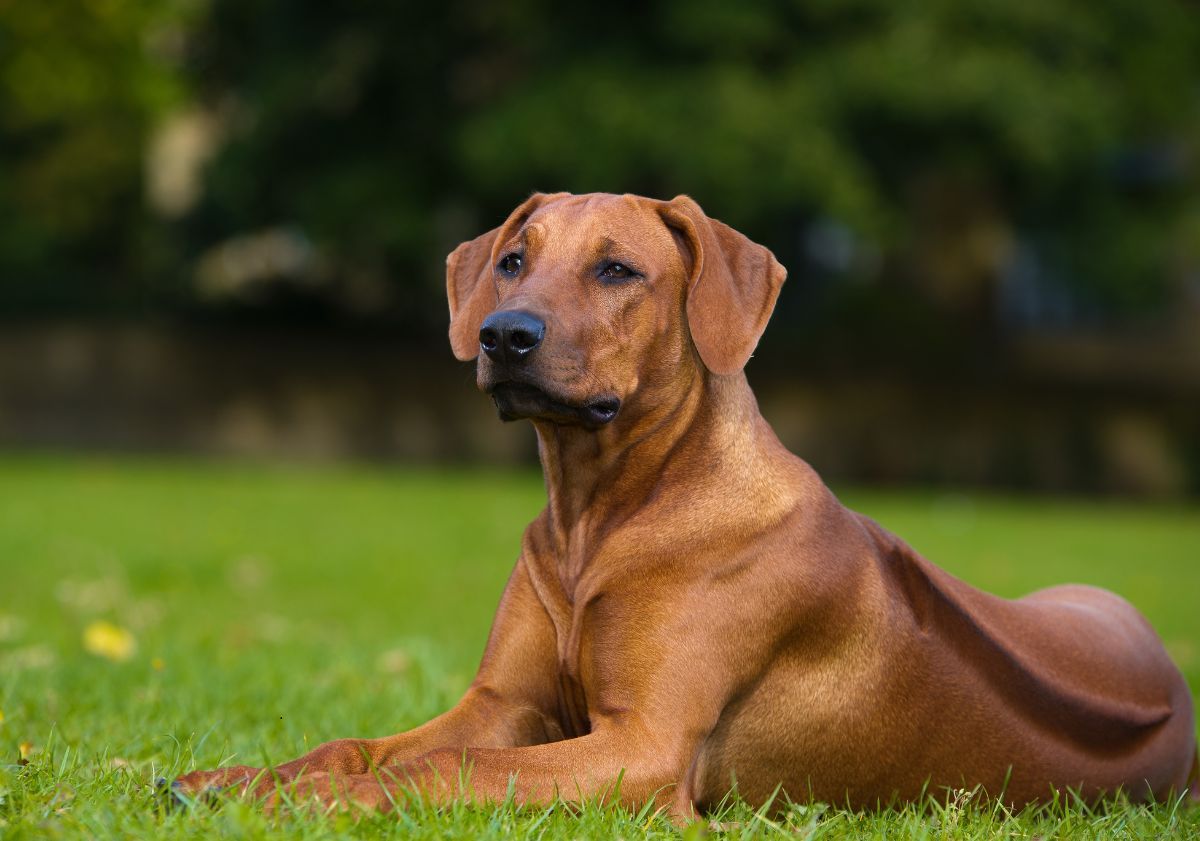 Rhodesian Ridgeback couché dans l'herbe devant une forêt
