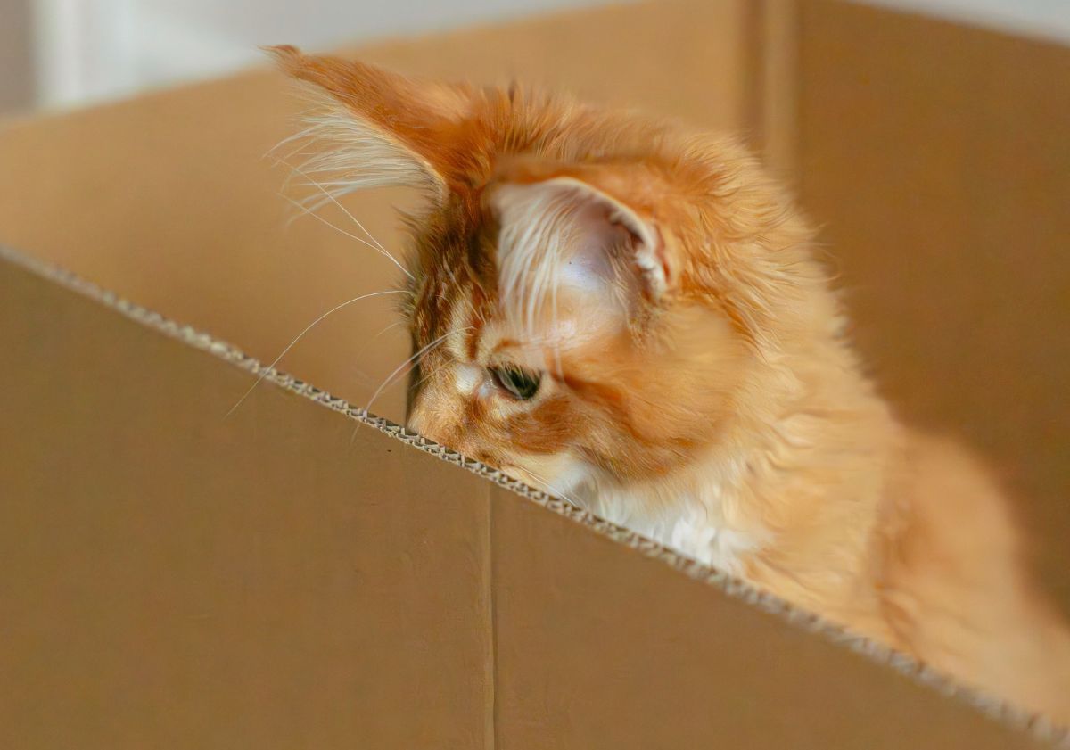 chaton roux dans un carton