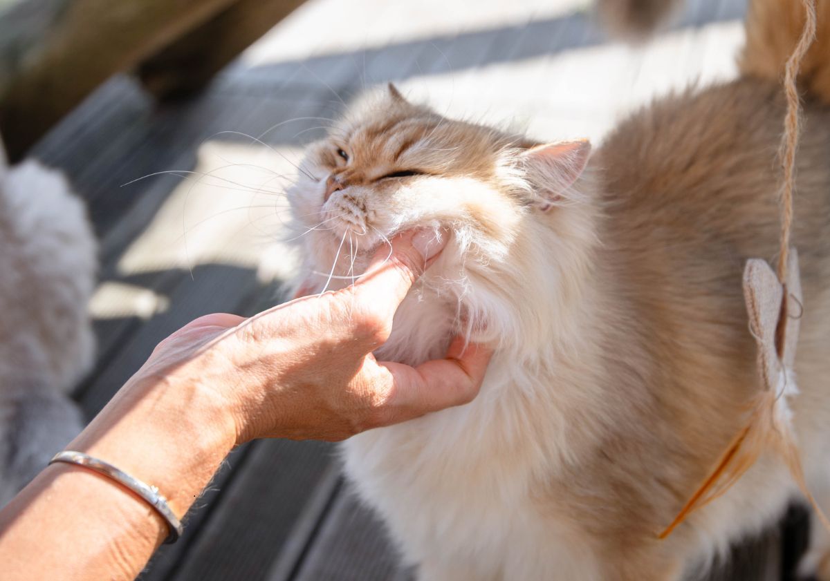 british longhair roux se faisant câliner