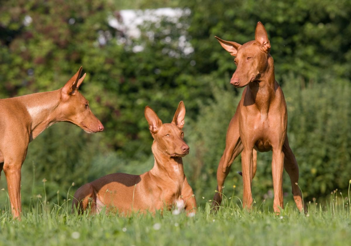 chiens du pharaon dans la nature