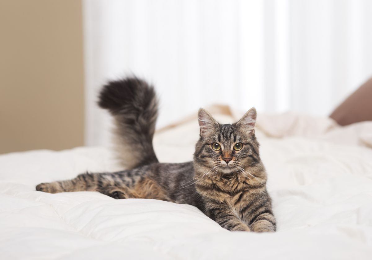 chat allongé sur un lit