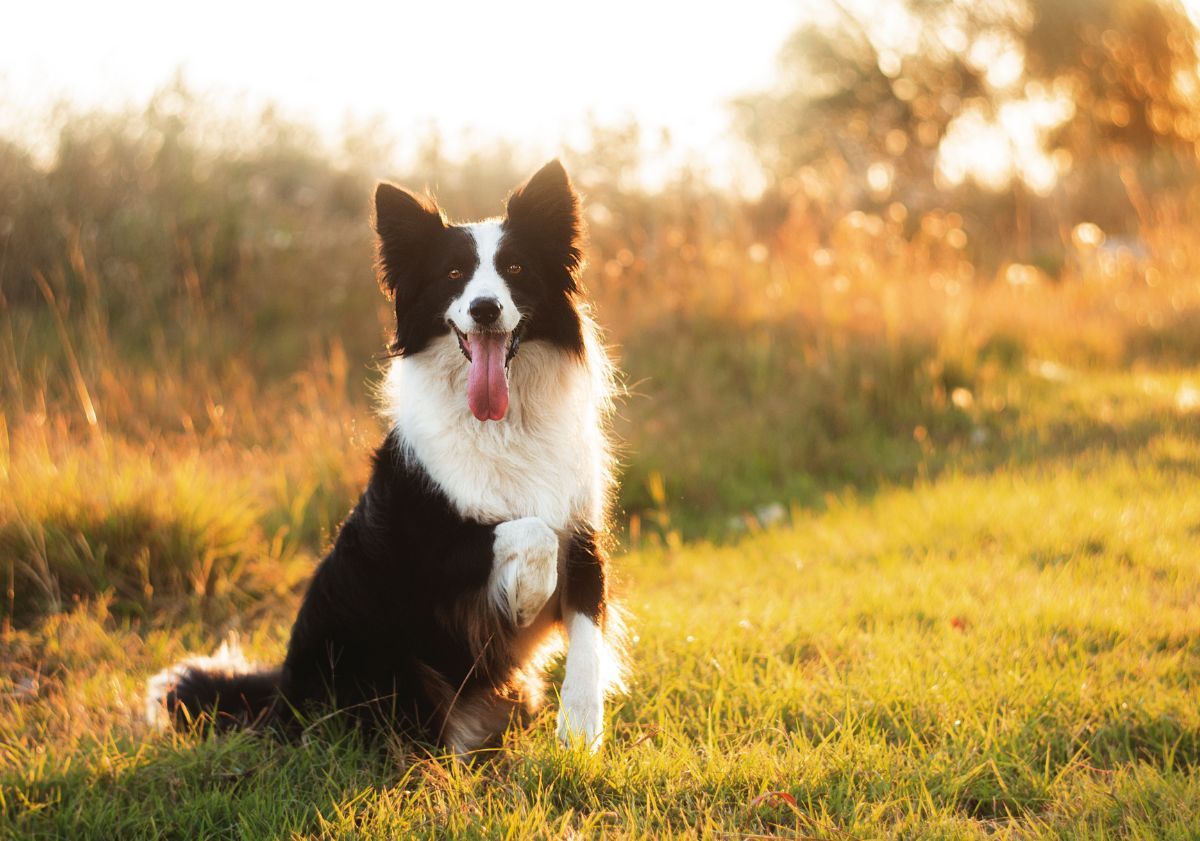 border collie noir et blanc assis dans l'herbe au coucher de soleil