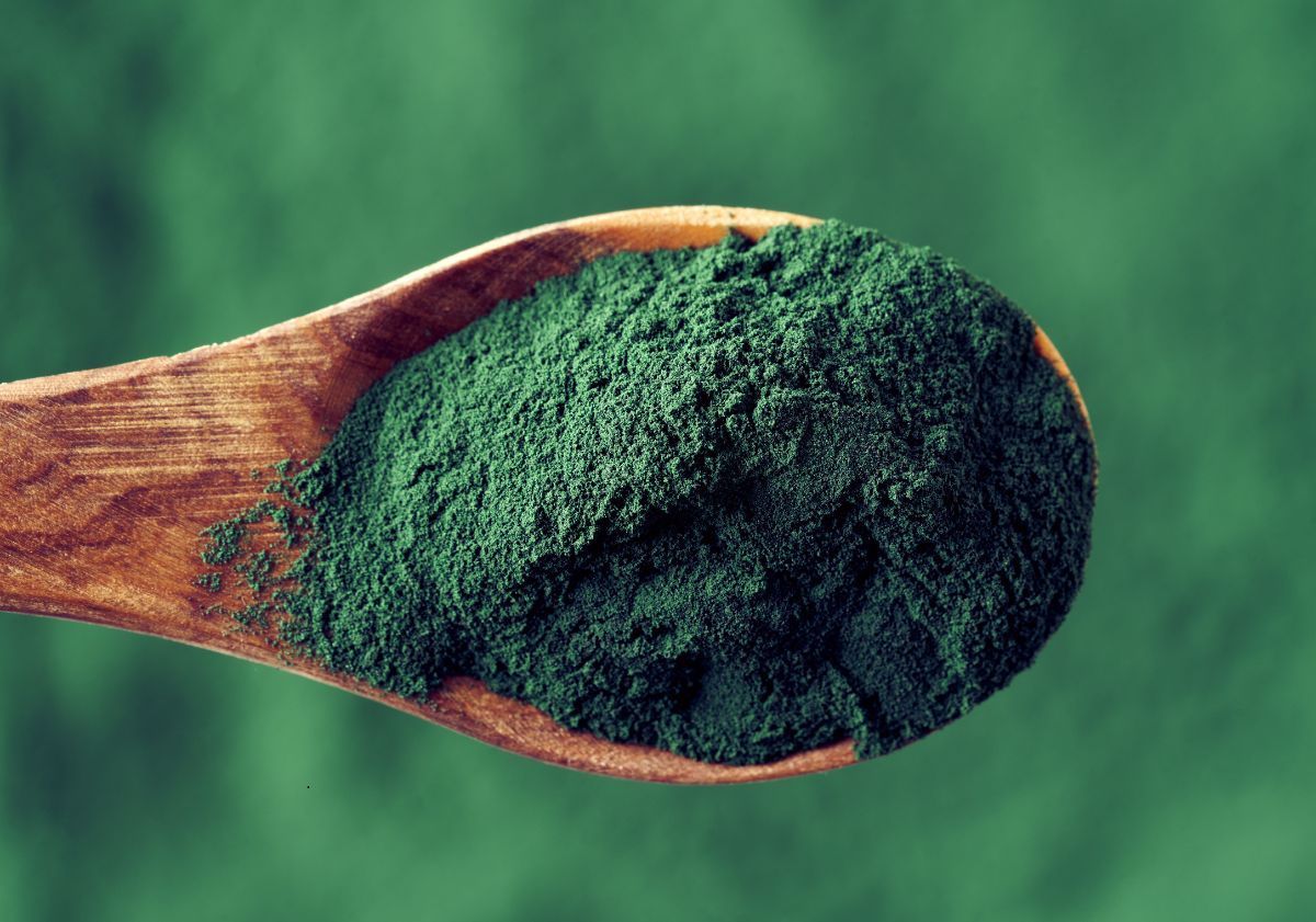cuillère en bois avec de la poudre de spiruline