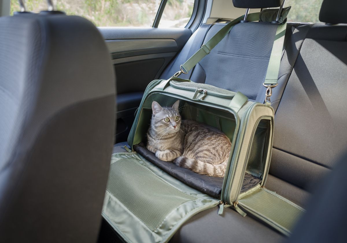 chat dans un sac de transport sur le siège arrière de la voiture