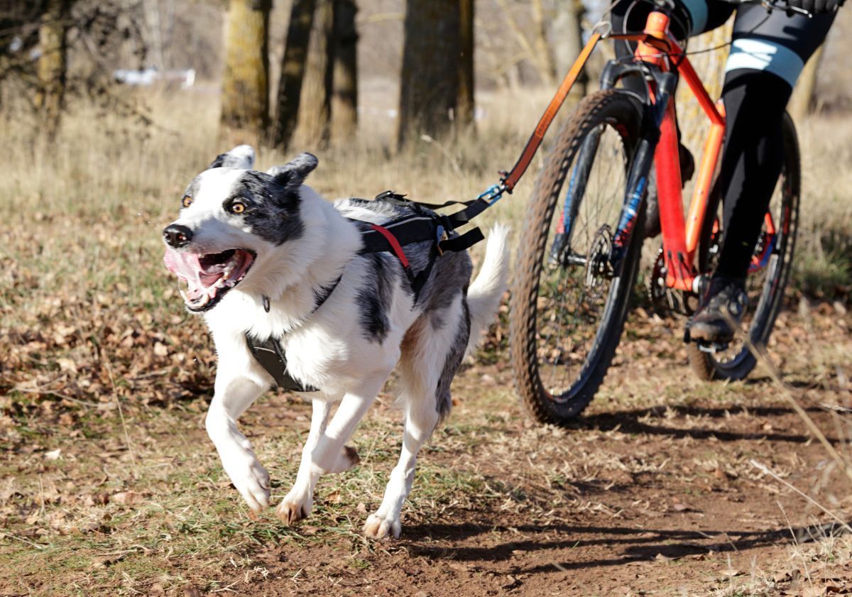 chien noir et blanc faisant du cani-vtt avec son maître en forêt