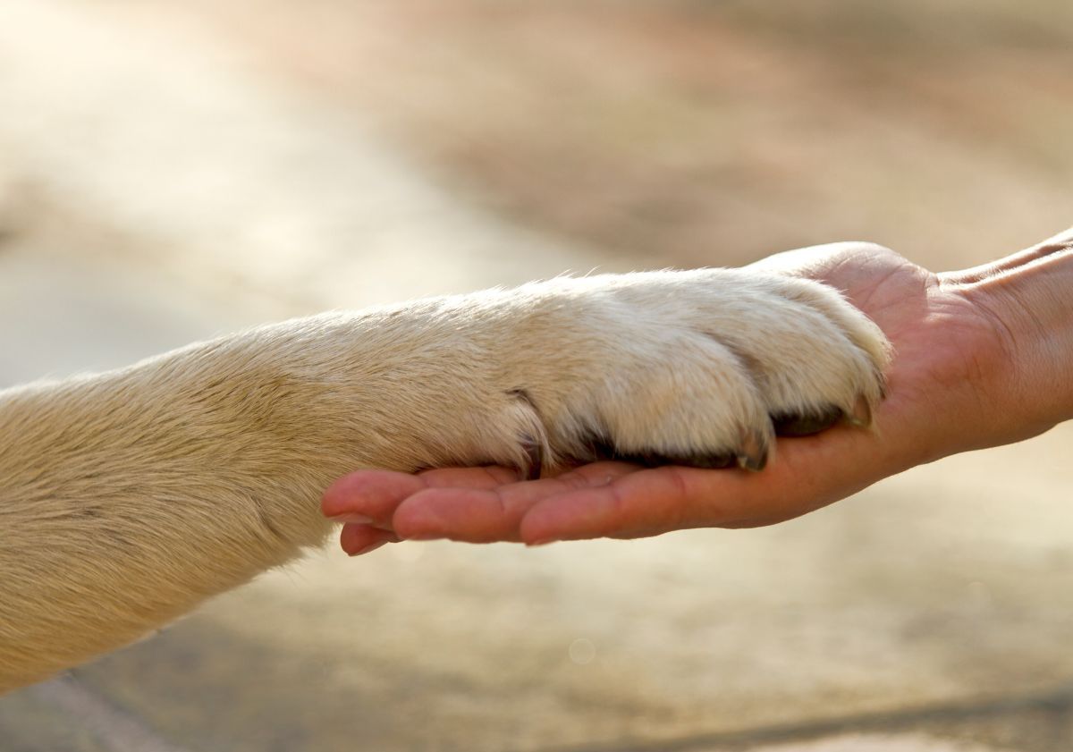 patte de chien dans la main de sa maîtresse
