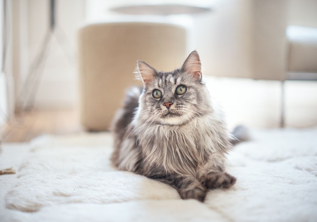 maine coon gris et blanc allongé sur un tapis