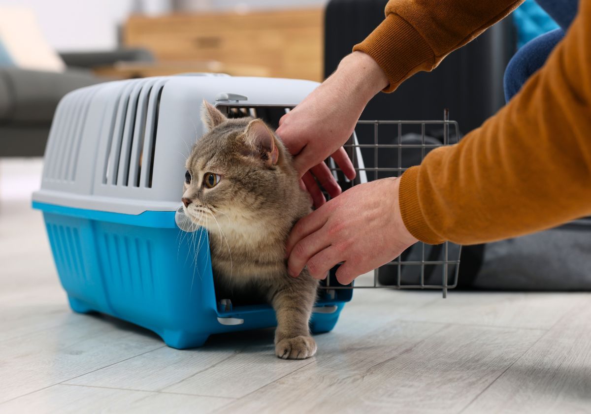 chat dans sa cage de transport 