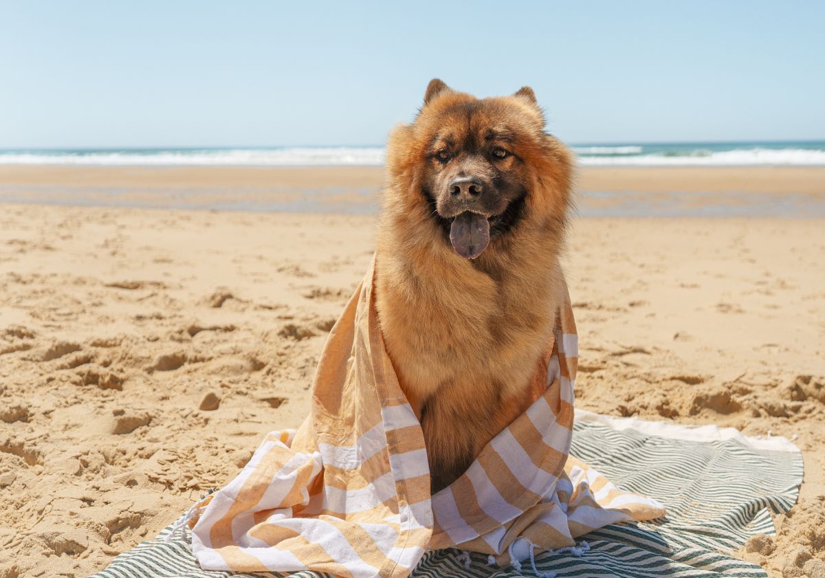 chien sur la plage avec une serviette
