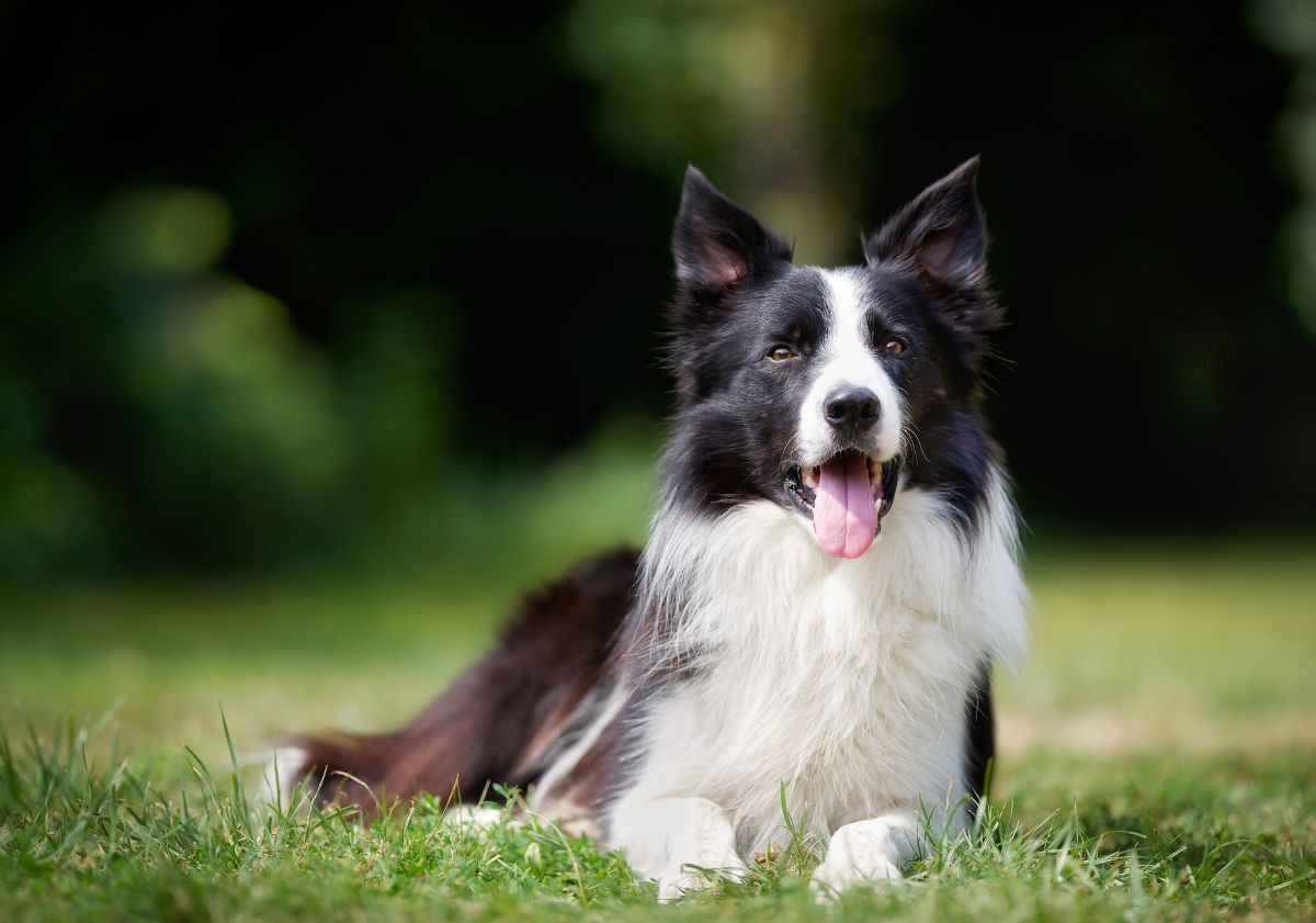 border collie blanc et noir allongé dans l'herbe
