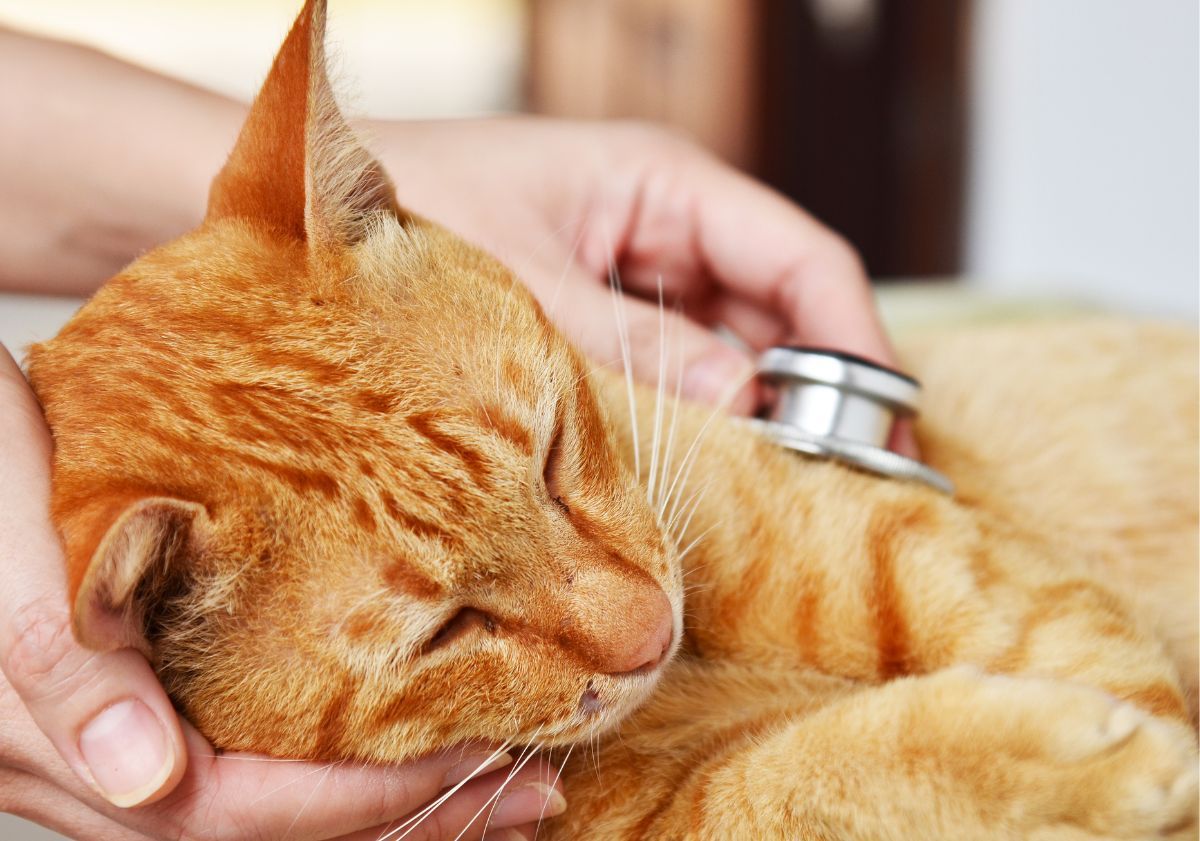 chat roux se faisant osculter