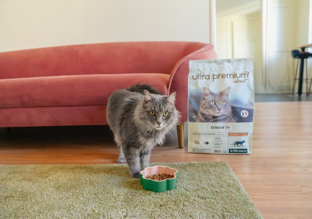 chat gris avec ses croquettes ultra premium direct