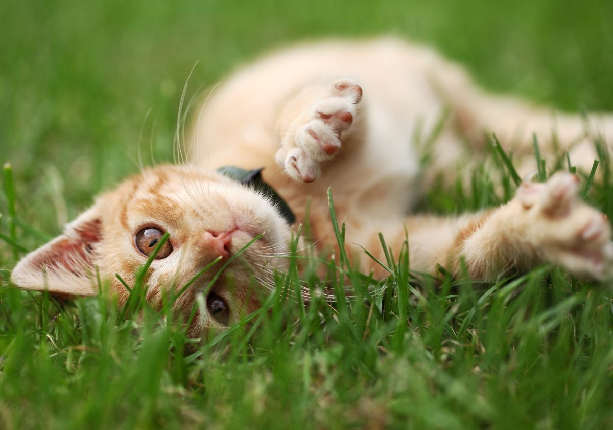 chat roux allongé dans l'herbe