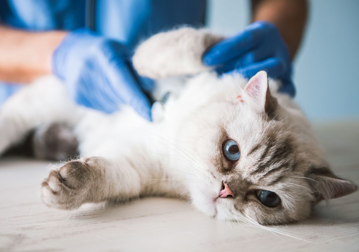 chat arthrosique chez le vétérinaire en auscultation 