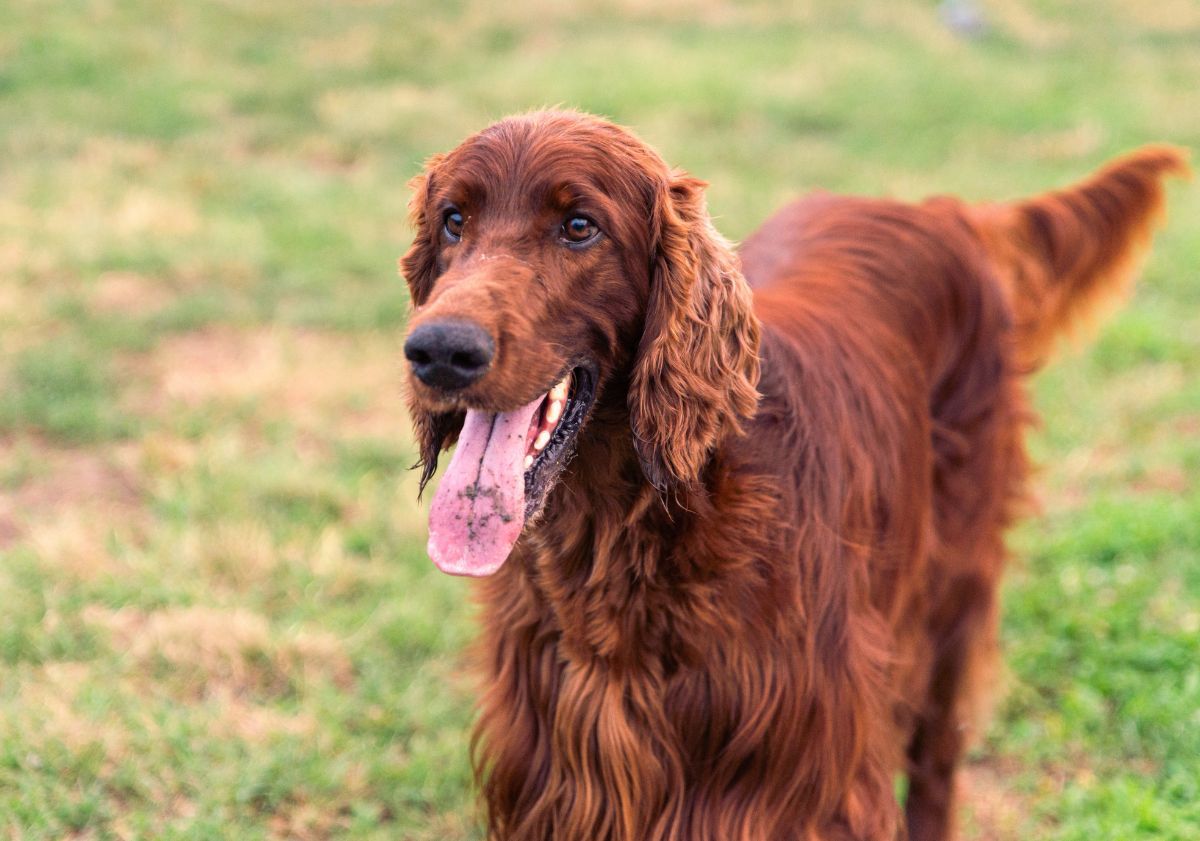 setter irlandais dans l'herbe