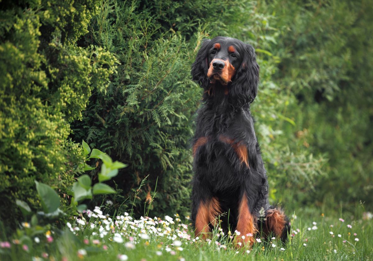 setter gordon dans la nature
