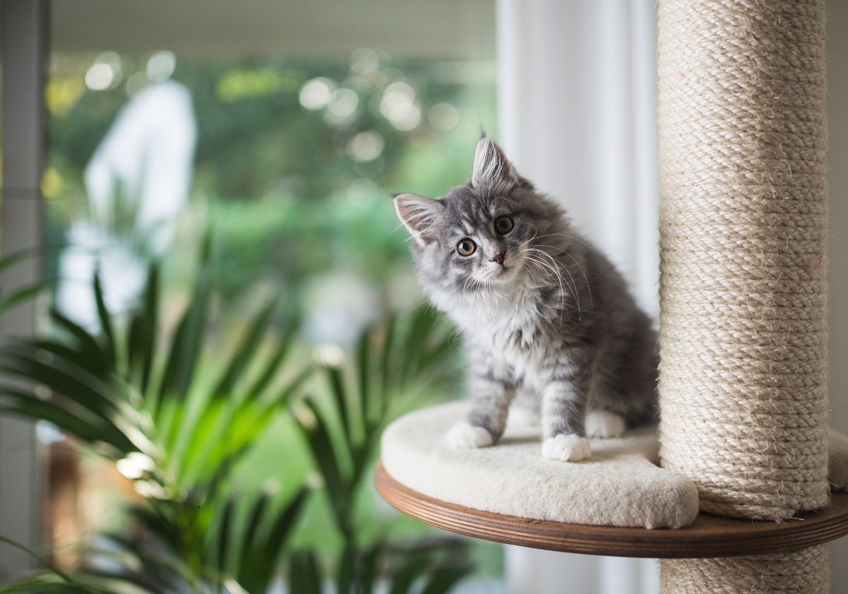 chaton gris et blanc sur son arbre à chat