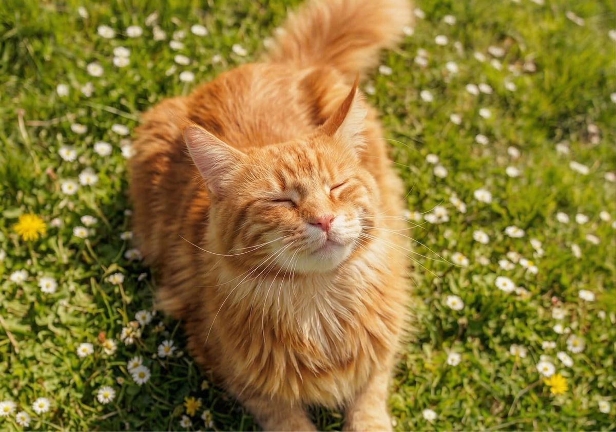 chat roux prenant le soleil sur l'herbe