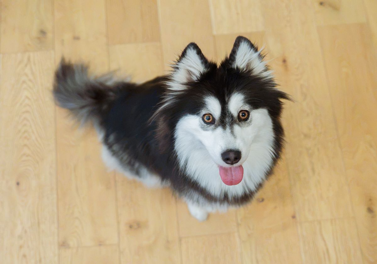 pomsky noir et blanc sur du parquet
