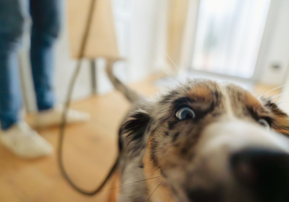 chiot berger australien de près