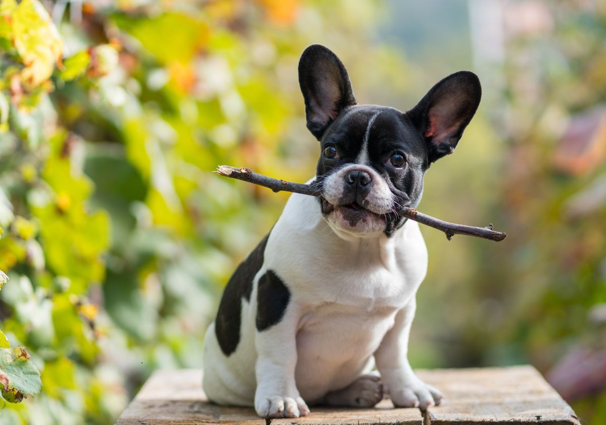 bouledogue français noir et blanc avec son baton