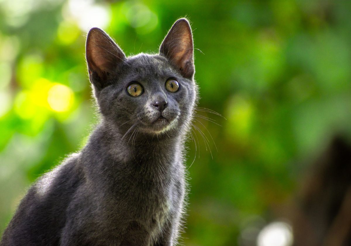 chaton bleu russe dans la nature