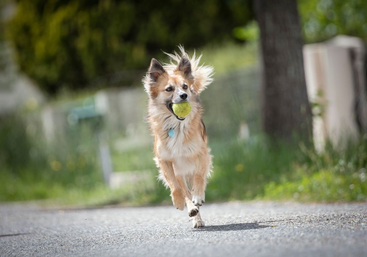 chien courant à l'extérieur avec une balle dans la gueule