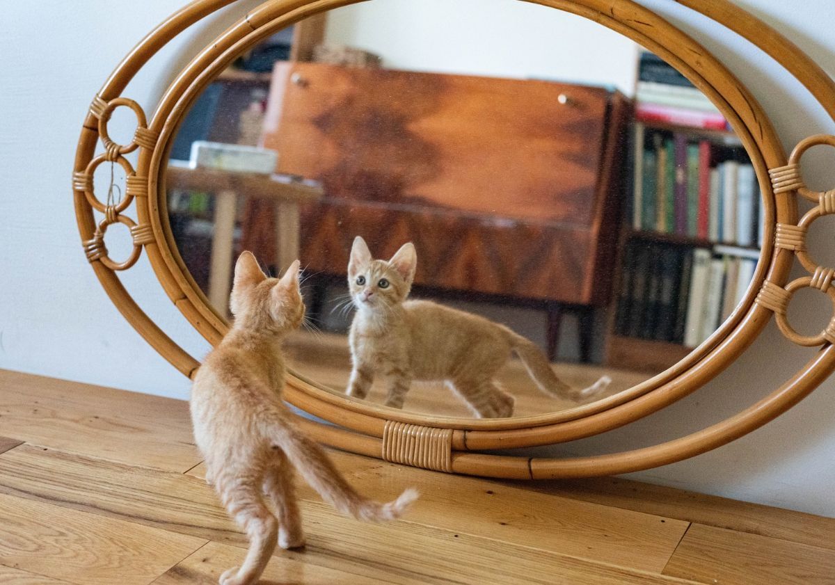 chaton devant un miroir par terre