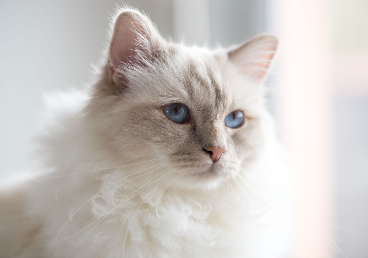 chat blanc à poils longs et aux yeux bleus