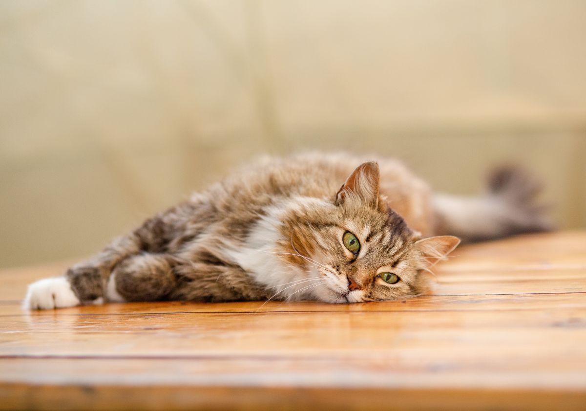 chat tabby allongé sur une terrasse