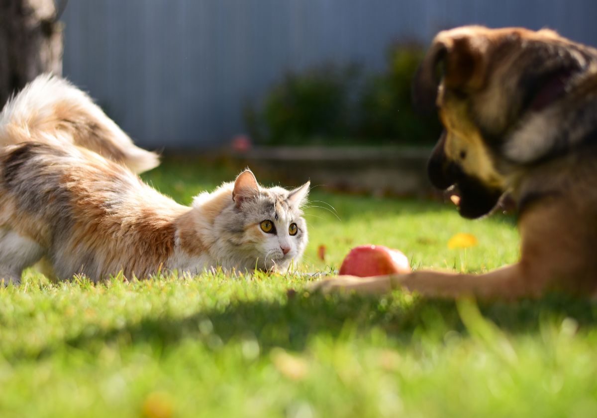 chat jouant avec un chien dans le jardin