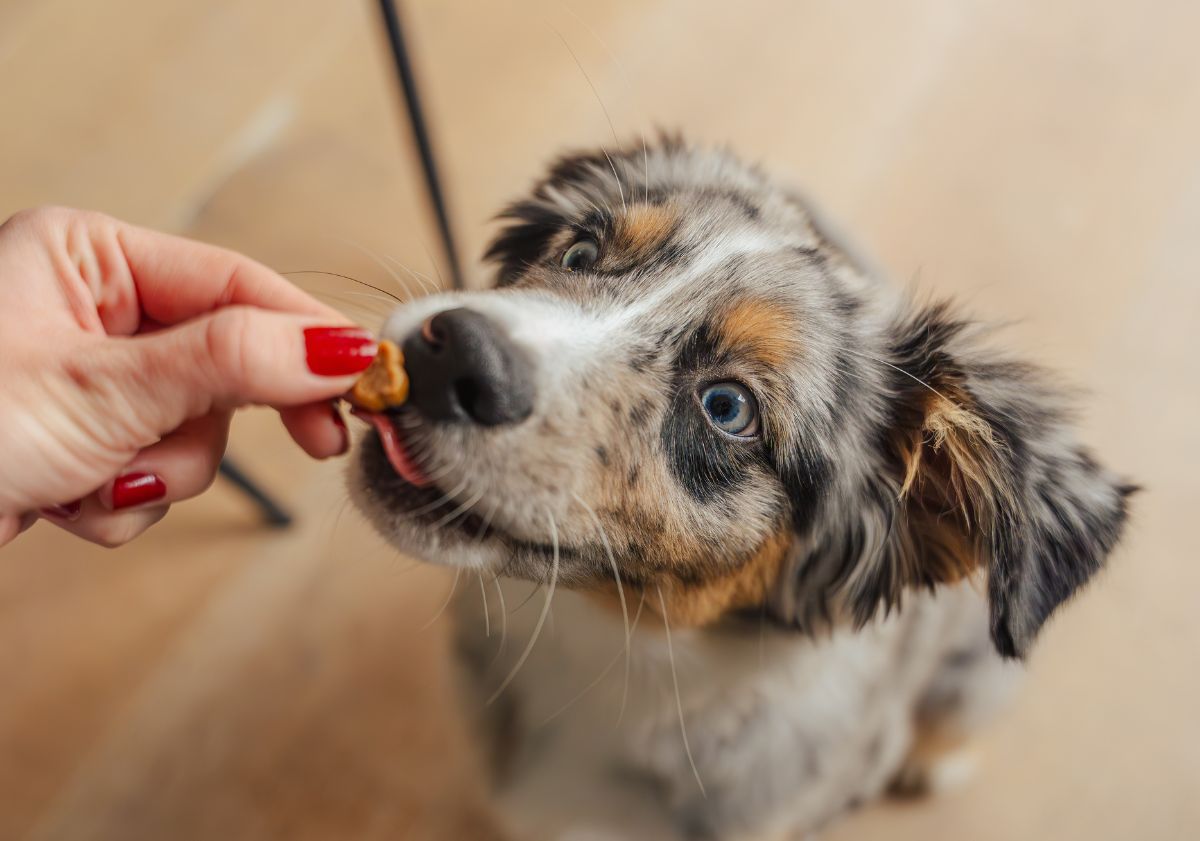 chiot erger australien mangeant une friandise