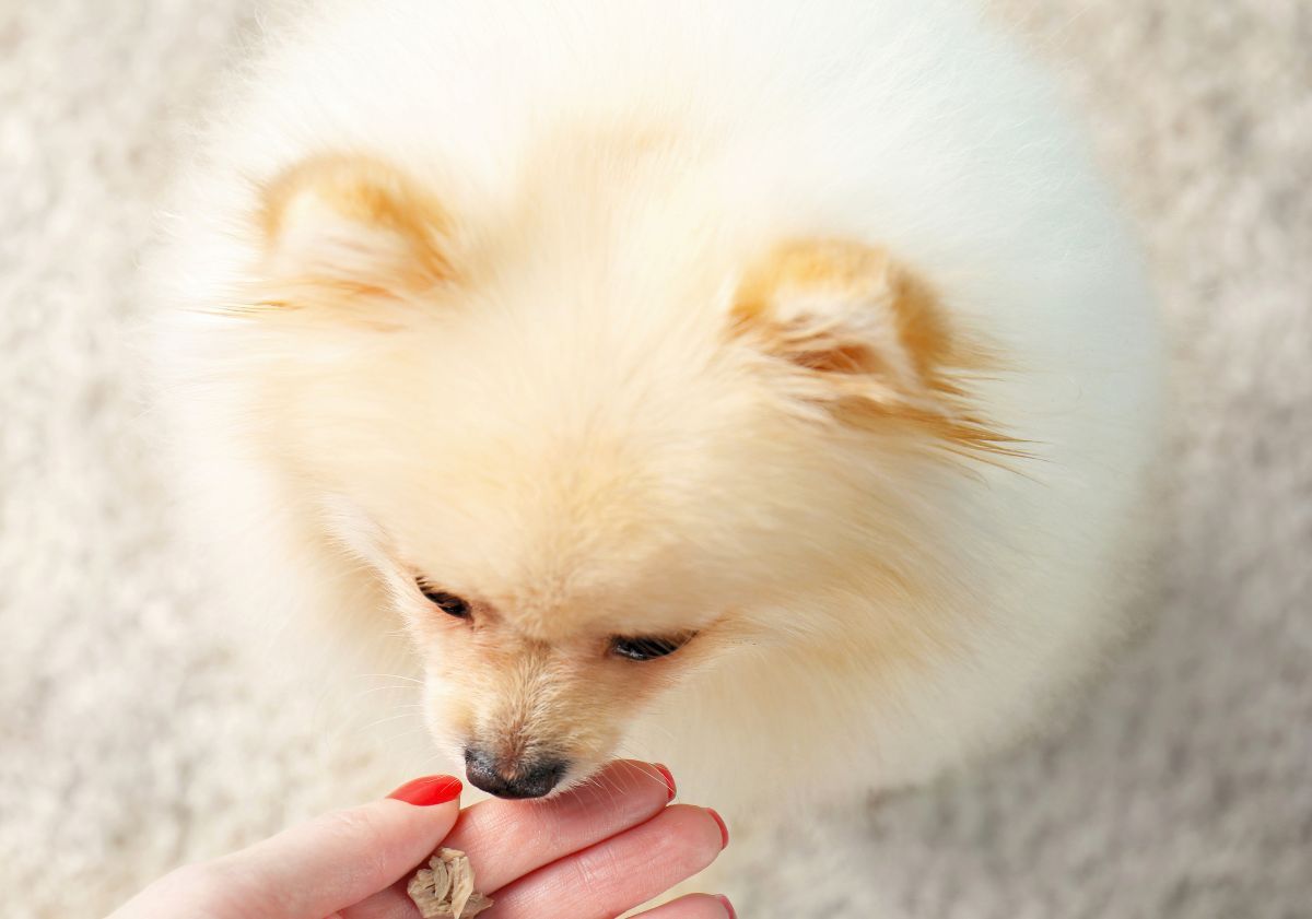 loulou de poméranie mangeant une croquette dans la main de sa maîtresse