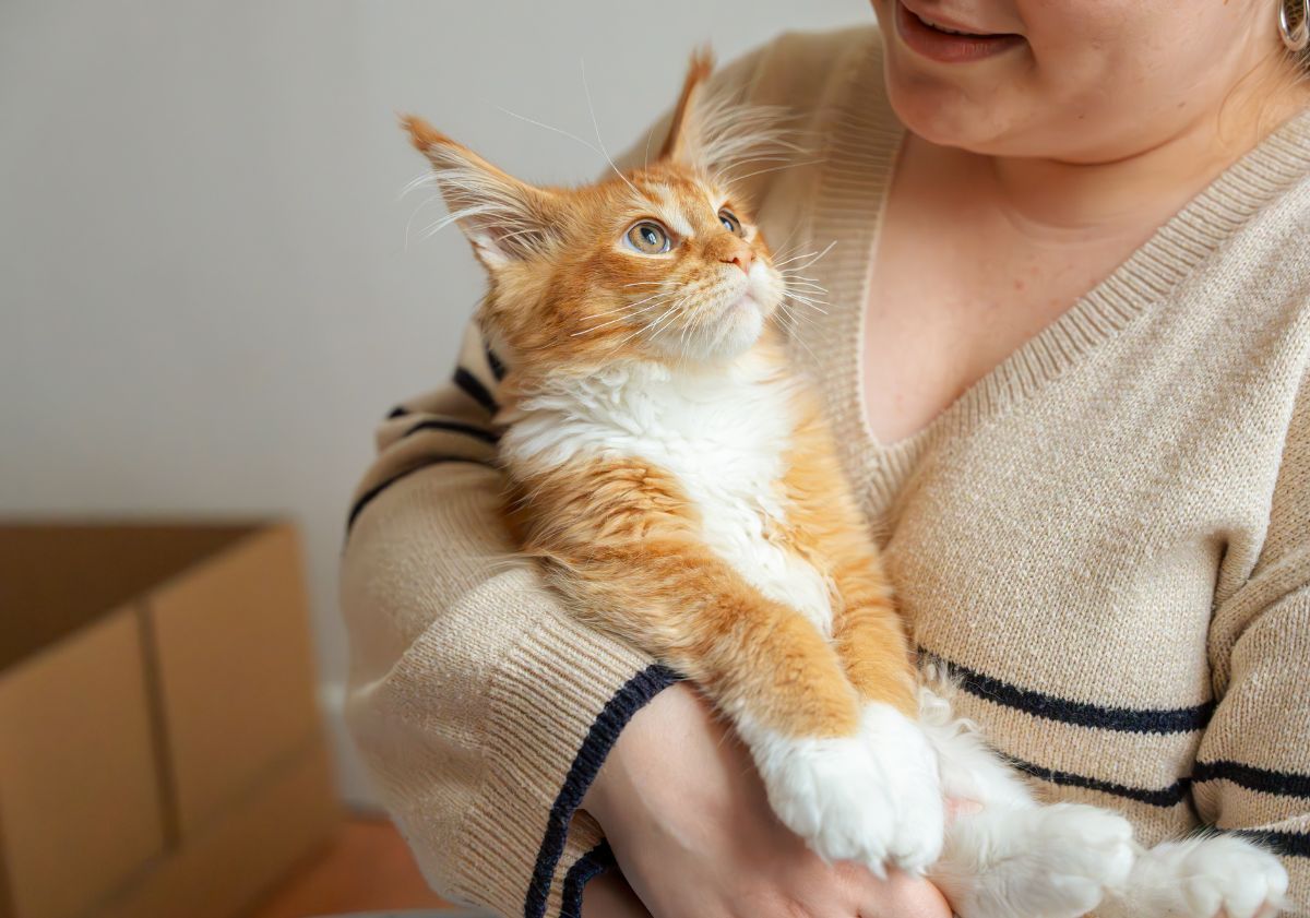 chaton maine coon blanc et orange