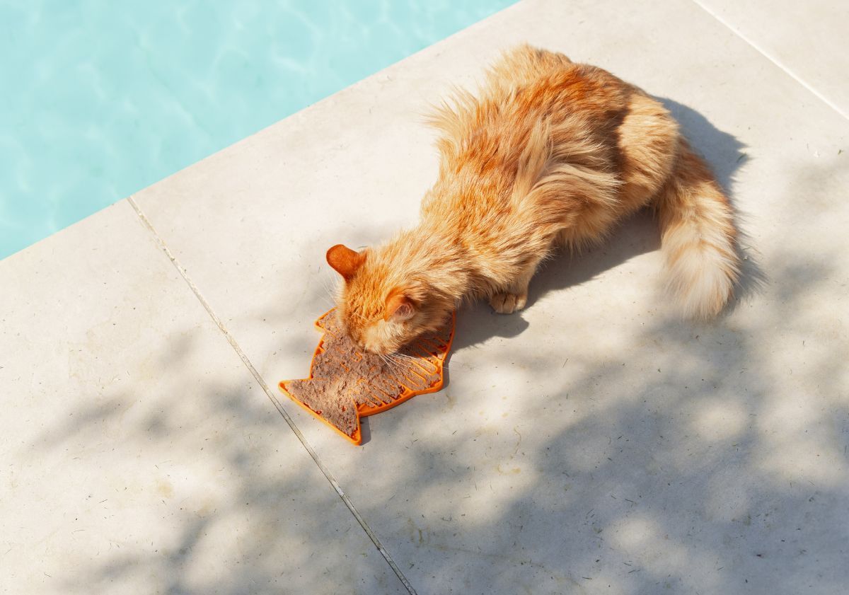 chat au bord de l'eau qui lèche son tapis