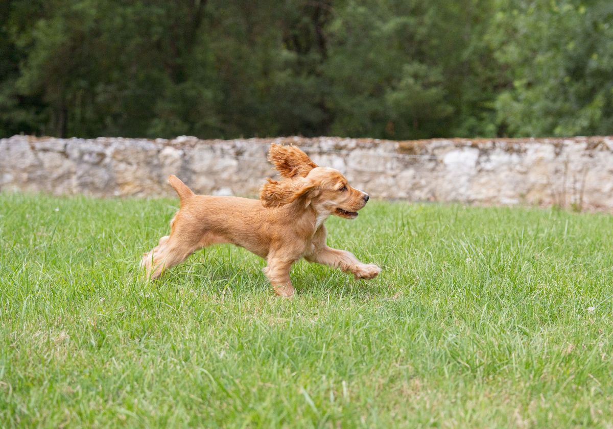 cocker chiot courant dans l'herbe