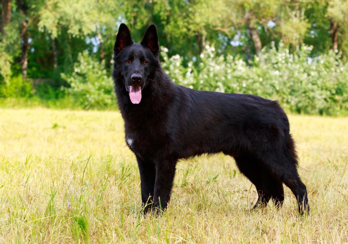 Berger allemand noir dans un pré devant une forêt