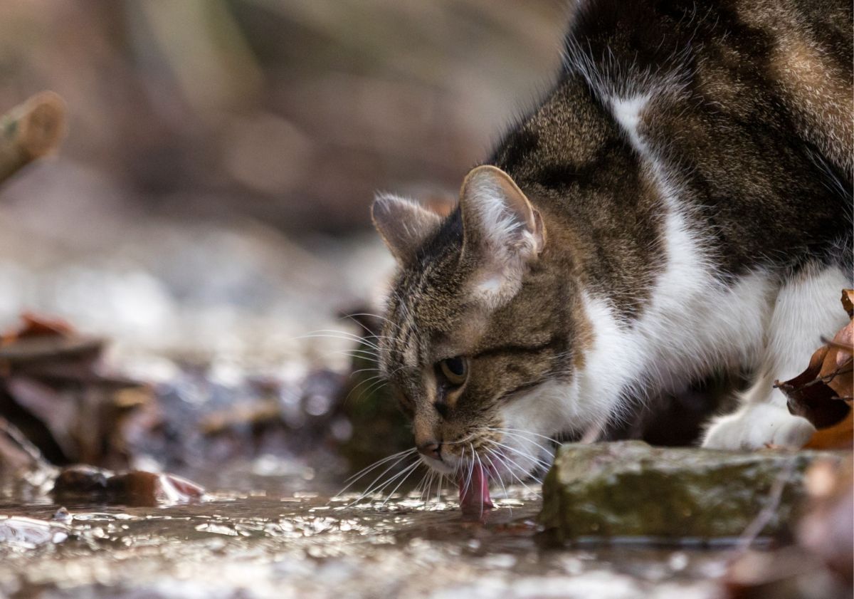 chat buvant dans l'eau de la rivière