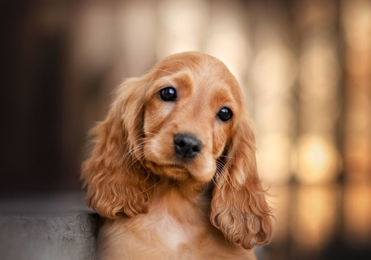 chiot cocker anglais feu