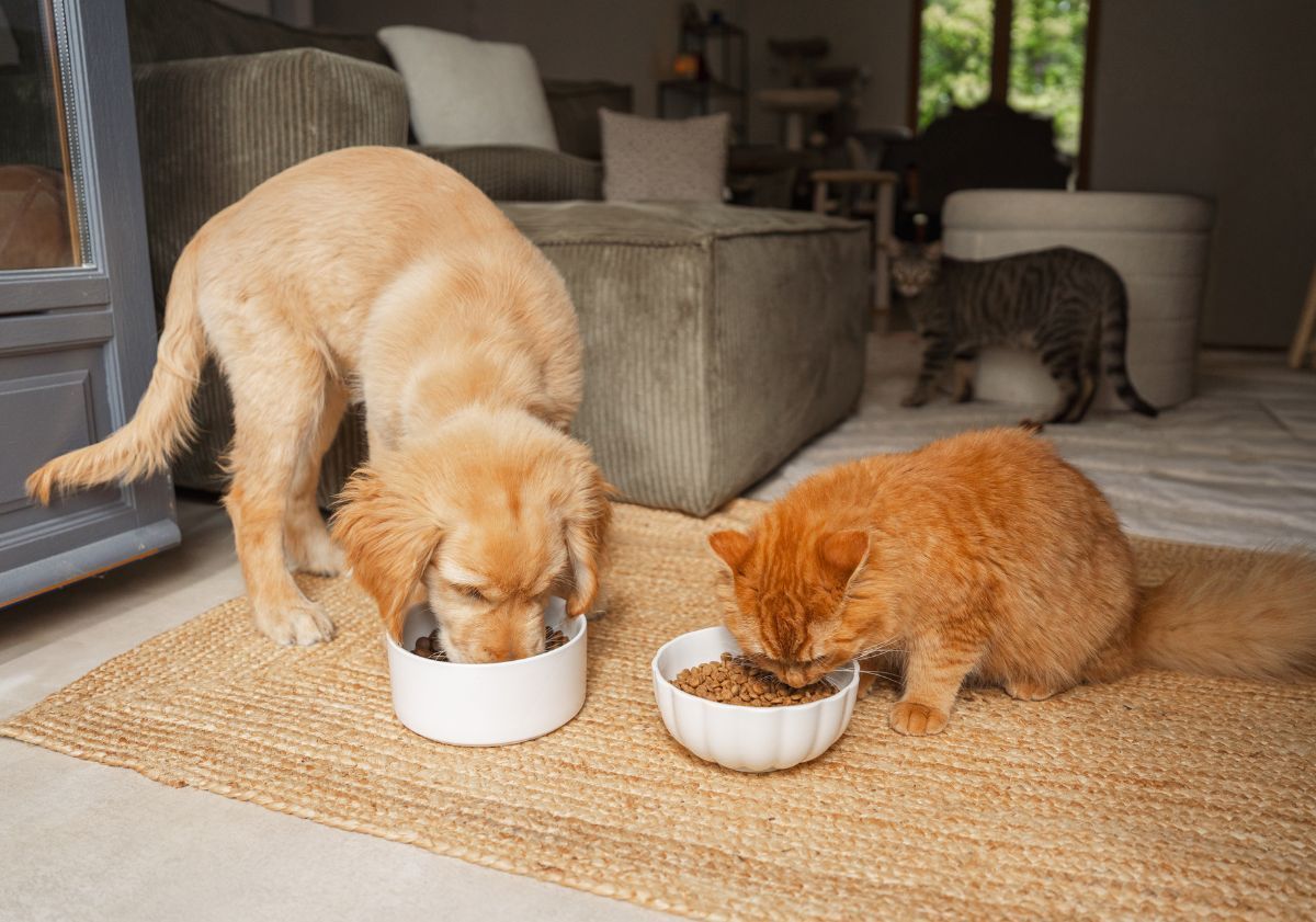 un chien et un chat mangent leurs croquettes