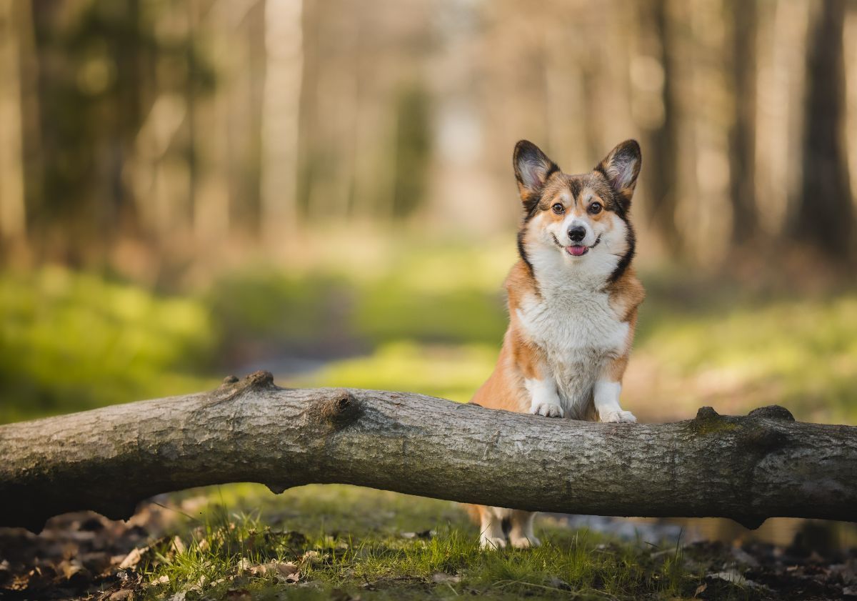 Corgi debout sur un tronc dans la forêt