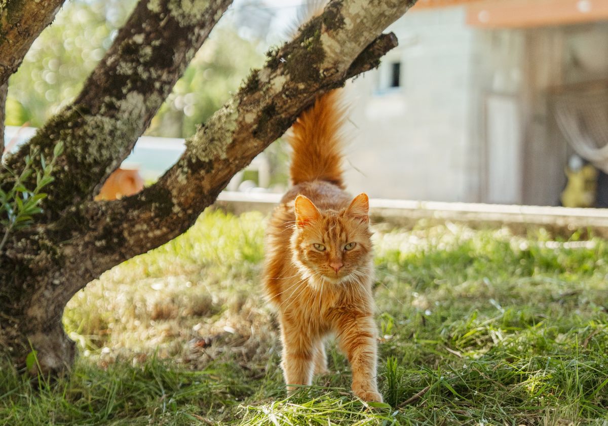 chat roux dans le jardin