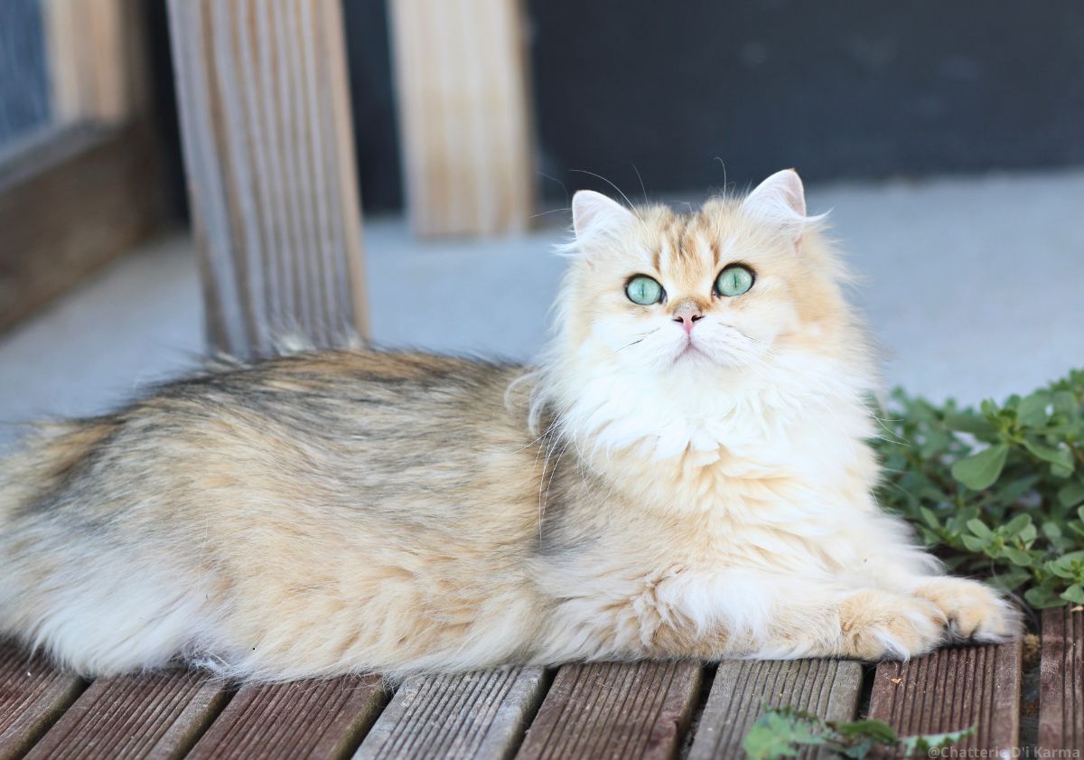 chat aux yeux verts allongé en extérieur