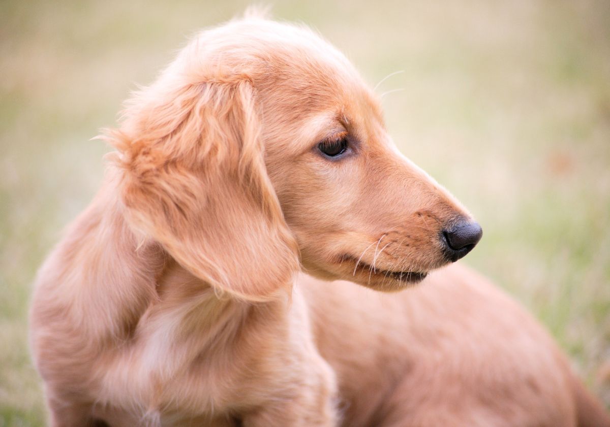 chiot beige regardant à droite