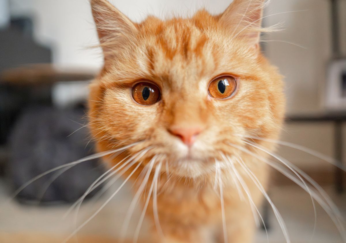 chat roux face caméra