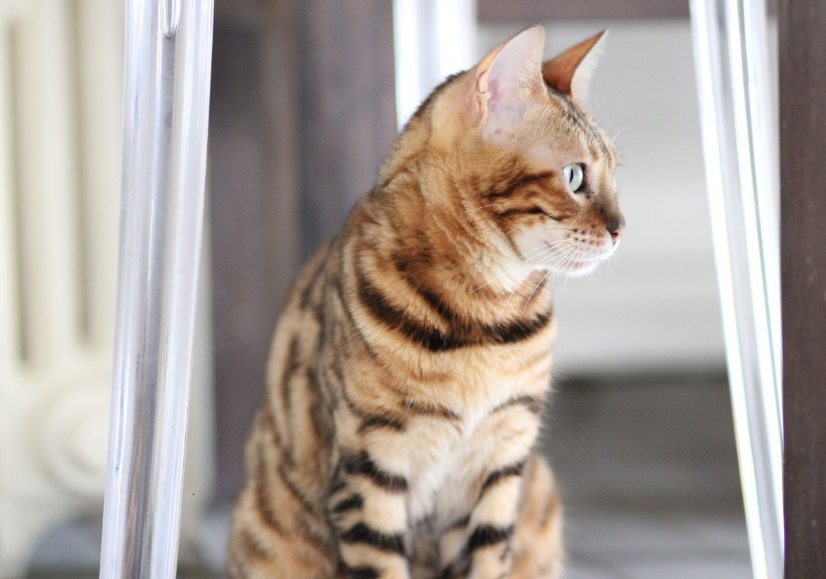 chat tabby assis sous un chaise regardant vers la droite