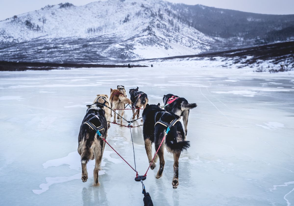 attelage de chiens de traîneau sur la glace