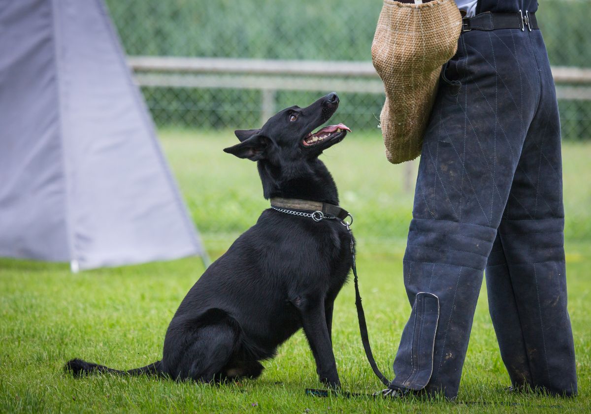 malinois noir et son maître dans un parc