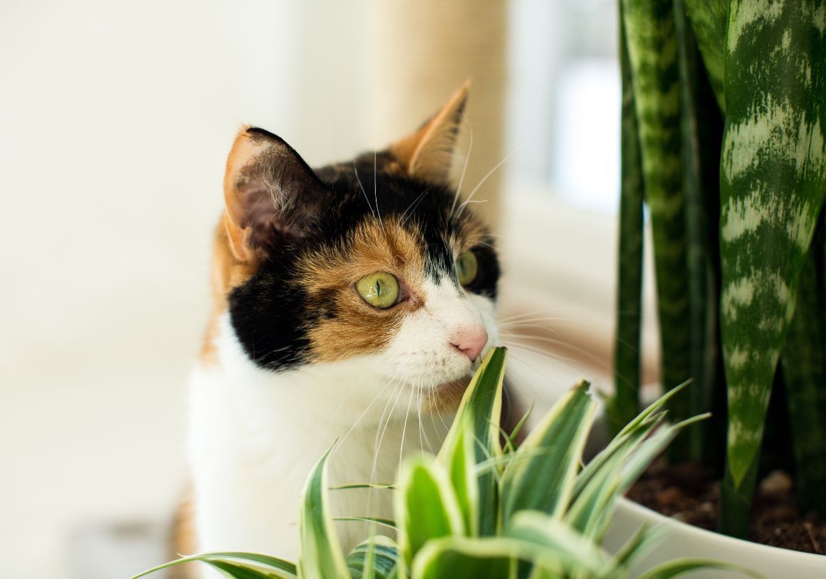 chat derrière des plantes